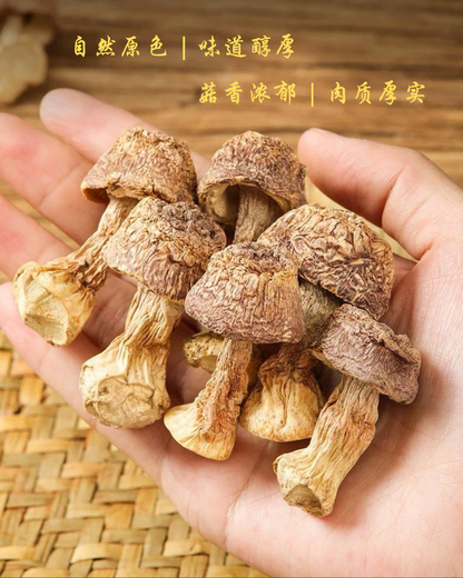 姬松茸, Brazilian Mushroom